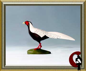 Silver pheasant - Lophura nycthemera